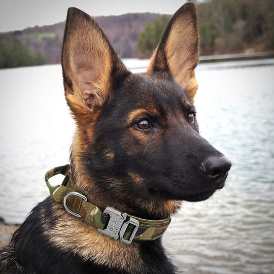 The Howling Hounds 0 Tactical Dog Collar
